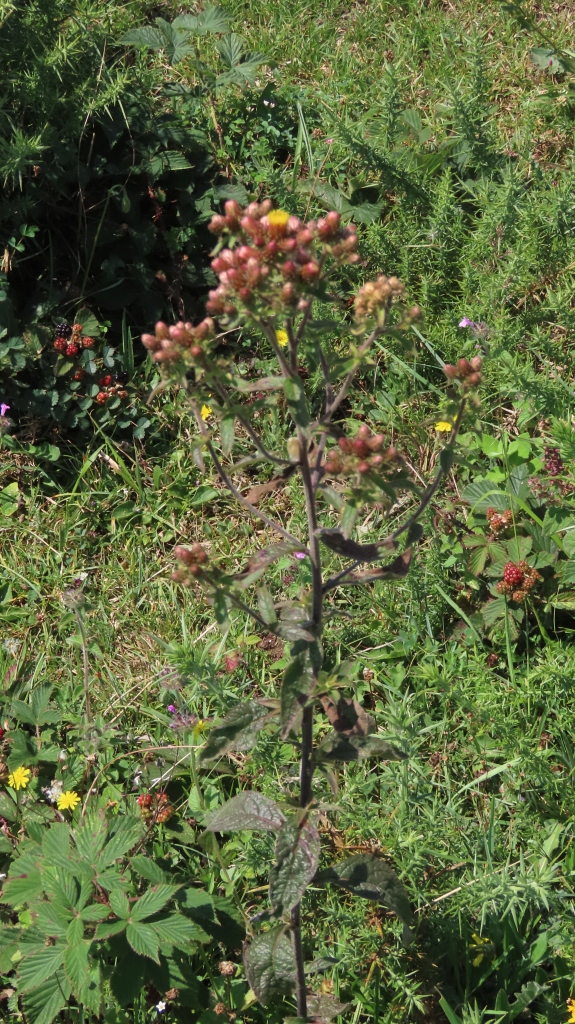 Ploughmans-Spikenard